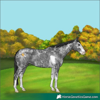 Horse Color:Black Ice Sabino 