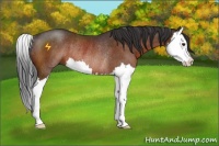 Horse Color:Brown Sabino Splash Rabicano 