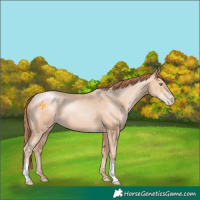 Horse Color:Classic Champagne Pearl 