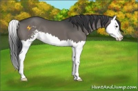 Horse Color:Grullo Sabino Splash 