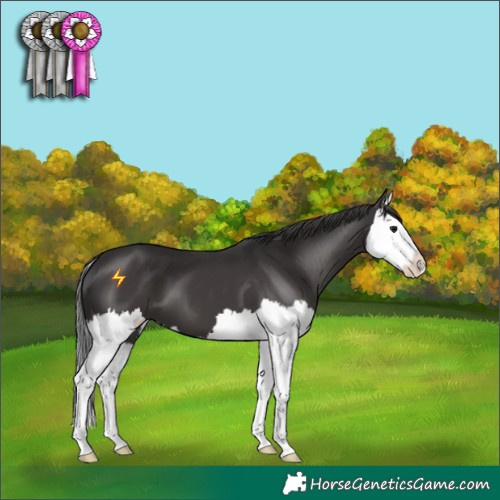 Horse Color:Smoky Black Splash