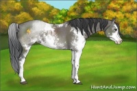Horse Color:Grullo Sabino