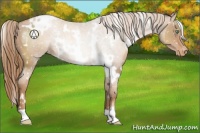 Horse Color:White Spotted Liver Chestnut Pearl Appaloosa 