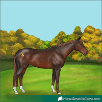 Horse Color:Liver Chestnut 