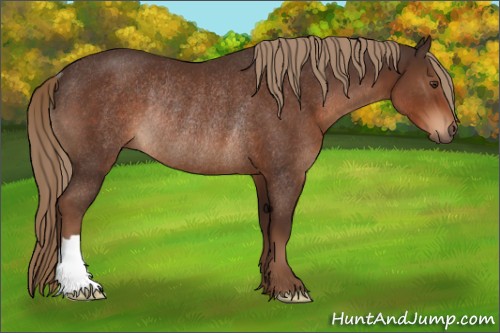 Horse Color:Liver Chestnut Rabicano 