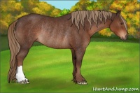 Horse Color:Liver Chestnut Rabicano 