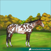 Horse Color:Brown Near Leopard 