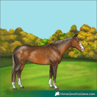 Horse Color:Chocolate Palomino 