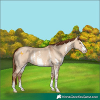 Horse Color:Red Dun Sabino 