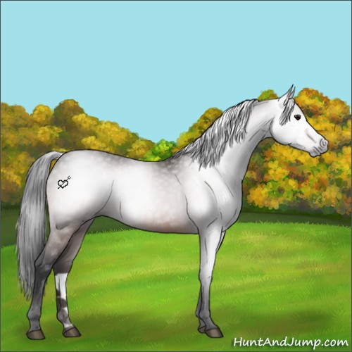 Horse Color:Gray Bay 