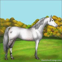 Horse Color:Gray Bay