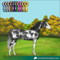 Horse Color:White Spotted Black Splash Rabicano 