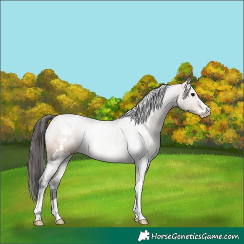 Horse Color:White Spotted Bay Dun Sabino Rabicano 