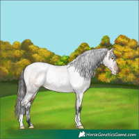Horse Color:White Spotted Brown Dun Rabicano 
