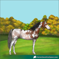 Horse Color:White Spotted Brown Sabino Rabicano 