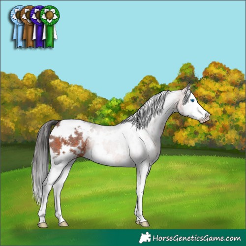 Horse Color:White Spotted Brown Sabino Splash Rabicano