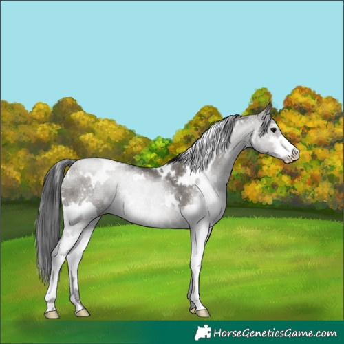 Horse Color:White Spotted Grullo Sabino Rabicano 