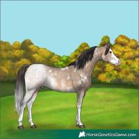 Horse Color:White Spotted Brown Dun Sabino Splash Rabicano 