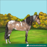 Horse Color:White Spotted Brown Dun Rabicano 