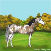 Horse Color:White Spotted Brown Dun Sabino Splash Rabicano 