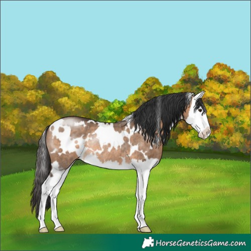 Horse Color:White Spotted Brown Dun Splash Rabicano