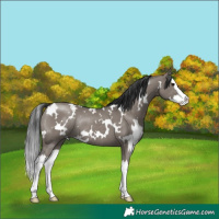 Horse Color:White Spotted Grullo Splash Rabicano