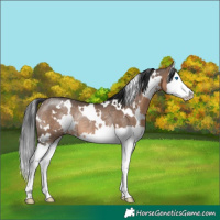 Horse Color:White Spotted Brown Dun Splash Rabicano 