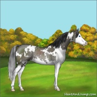 Horse Color:White Spotted Grullo Splash Rabicano 