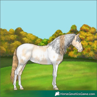 Horse Color:White Spotted Buckskin Pearl Tobiano Rabicano