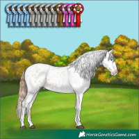 Horse Color:White Spotted Brown Pearl Dun Splash Tobiano Appaloosa Rabicano 