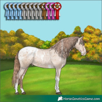 Horse Color:White Spotted Brown Pearl Dun Splash Tobiano Appaloosa Rabicano