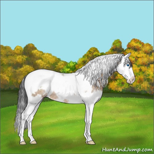 Horse Color:White Spotted Brown Dun Splash Tobiano Rabicano 