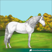 Horse Color:Gray White Spotted Bay Appaloosa Rabicano 