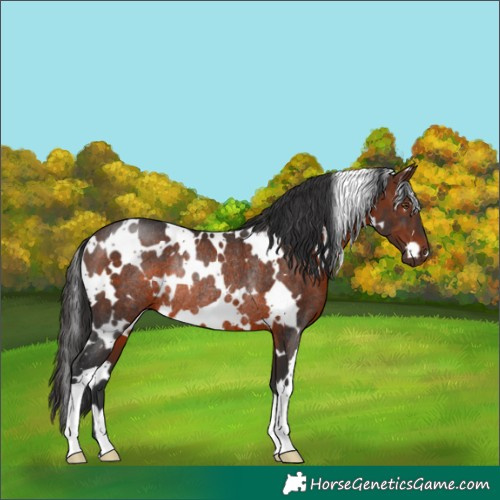 Horse Color:White Spotted Brown Rabicano 