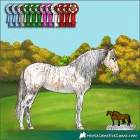 Horse Color:White Spotted Buckskin Rabicano and Gray White Spotted Bay Pearl Dun Appaloosa Rabicano