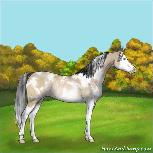 Horse Color:White Spotted Brown Dun Splash Rabicano