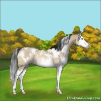 Horse Color:White Spotted Brown Dun Splash Rabicano 