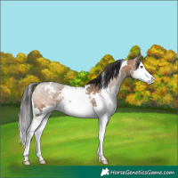 Horse Color:White Spotted Brown Dun Splash Rabicano