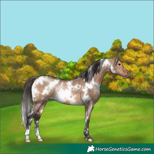 Horse Color:White Spotted Bay Dun Rabicano 