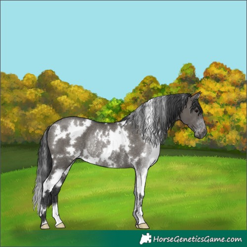 Horse Color:White Spotted Grullo Rabicano 