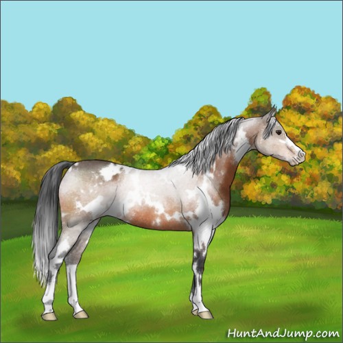Horse Color:White Spotted Brown Sabino Rabicano