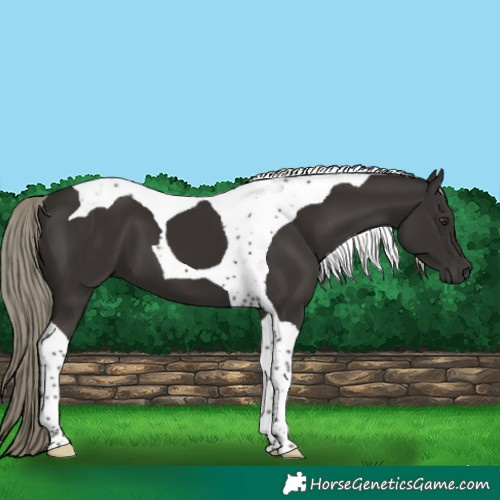 Horse Color:Liver Chestnut Mushroom Tobiano 