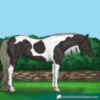 Horse Color:Liver Chestnut Mushroom Tobiano 