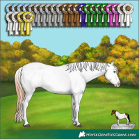 Horse Color:White Spotted Brown Pearl Dun Splash Tobiano Appaloosa Rabicano