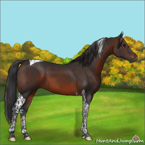 Horse Color:Brown Tobiano
