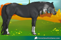 Horse Color:Black Tobiano 