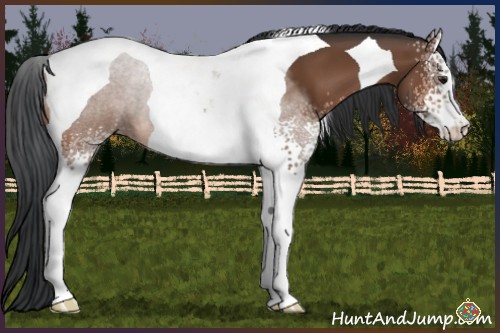 Horse Color:White Spotted Bay Tobiano 
