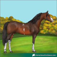Horse Color:Brown Sabino Tobiano Rabicano