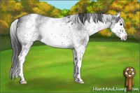 Horse Color:White Spotted Blue Roan Splash