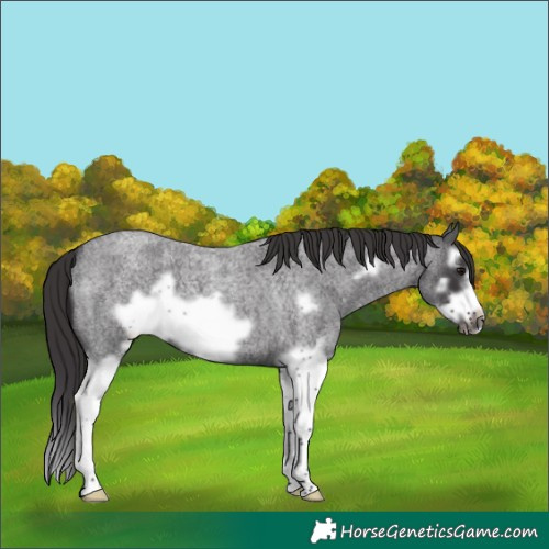 Horse Color:Smoky Blue Roan Splash Frame 